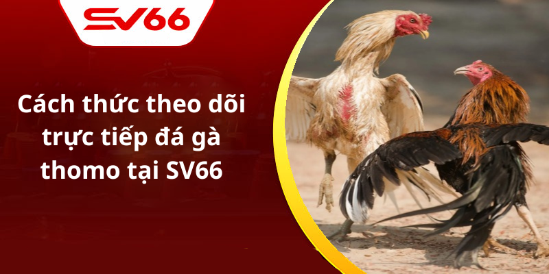 Cách thức theo dõi trực tiếp đá gà thomo tại SV66