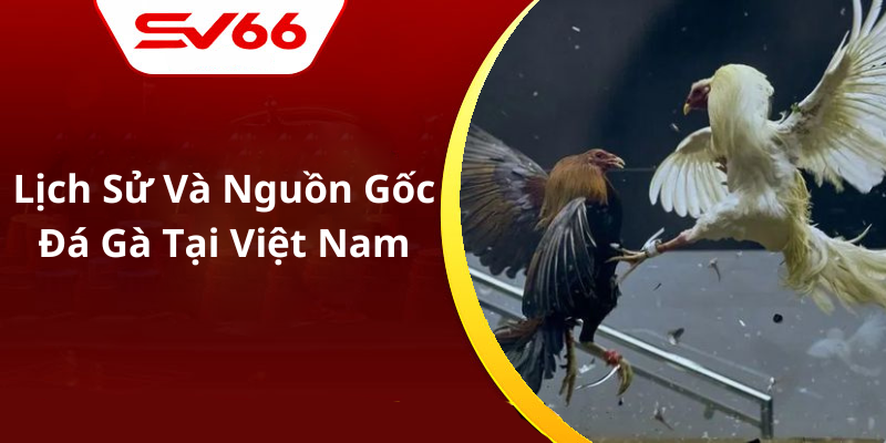 Lịch Sử Và Nguồn Gốc Đá Gà Tại Việt Nam