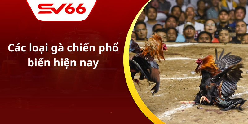 Các loại gà chiến phổ biến hiện nay