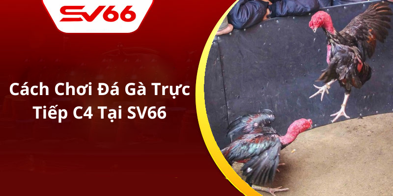Cách Chơi Đá Gà Trực Tiếp C4 Tại SV66
