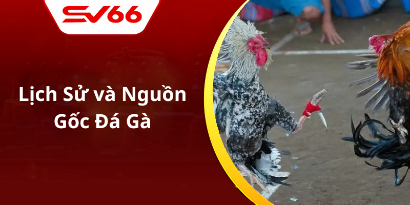 Lịch Sử và Nguồn Gốc Đá Gà