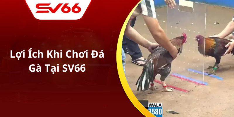 Lợi Ích Khi Chơi Đá Gà Tại SV66