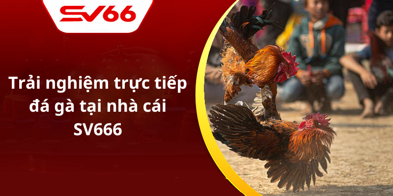 Trải nghiệm trực tiếp đá gà tại nhà cái SV666