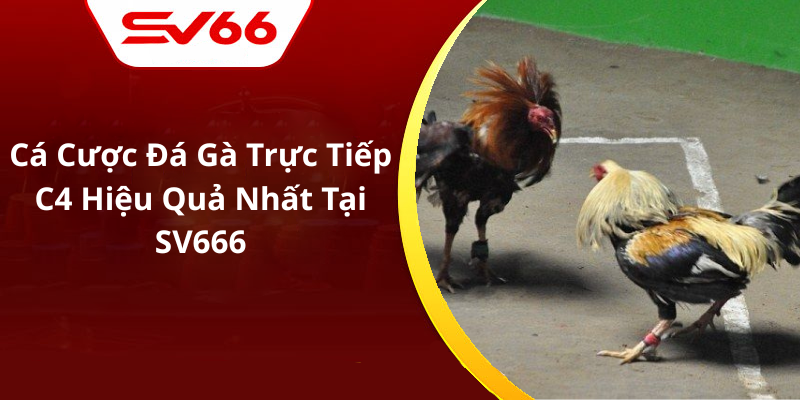 Cá Cược Đá Gà Trực Tiếp C4 Hiệu Quả Nhất Tại SV666v