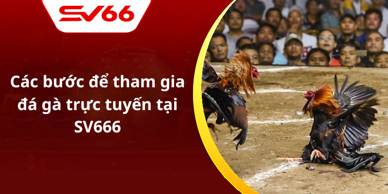 Các bước để tham gia đá gà trực tuyến tại SV666