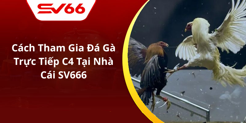 Cách Tham Gia Đá Gà Trực Tiếp C4 Tại Nhà Cái SV666