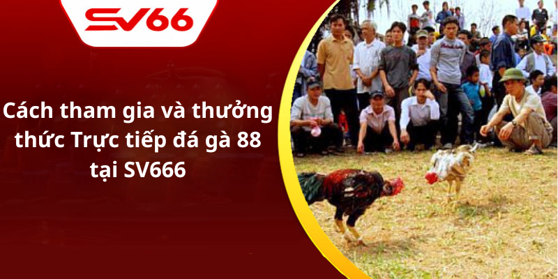 Cách tham gia và thưởng thức Trực tiếp đá gà 88 tại SV666