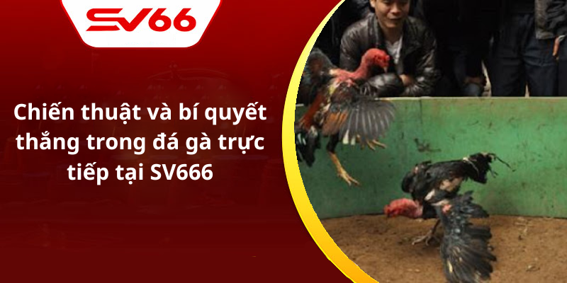 Chiến thuật và bí quyết thắng trong đá gà trực tiếp tại SV666