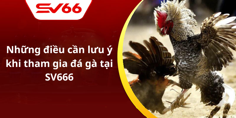 Những điều cần lưu ý khi tham gia đá gà tại SV666