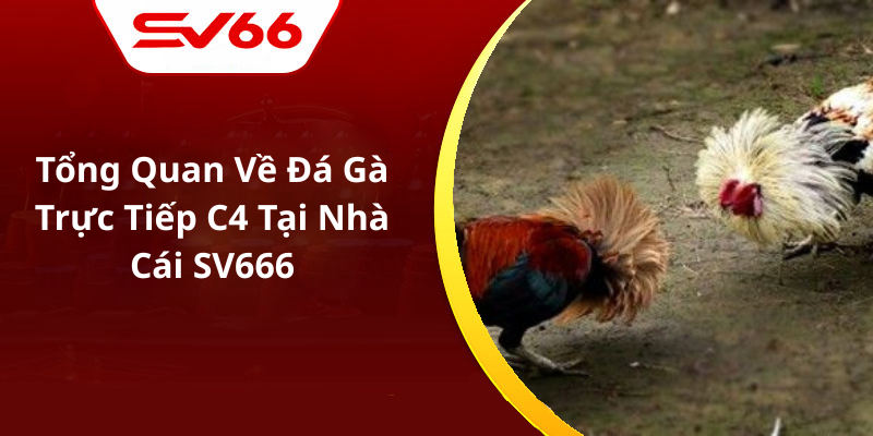 Tổng Quan Về Đá Gà Trực Tiếp C4 Tại Nhà Cái SV666