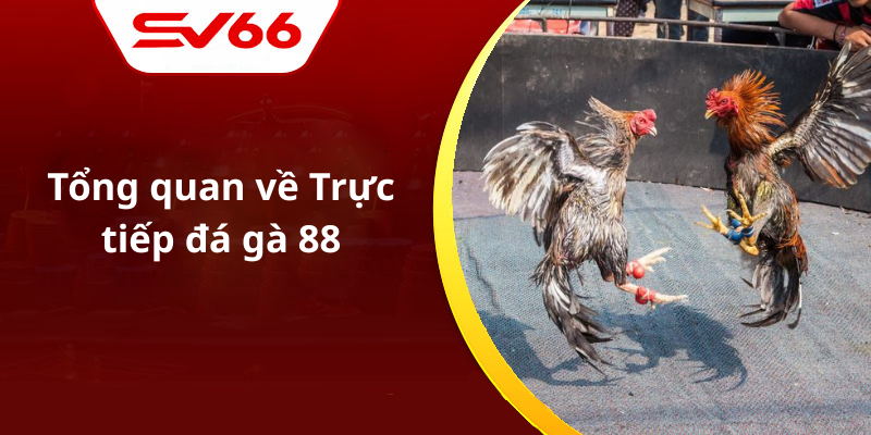 Tổng quan về Trực tiếp đá gà 88
