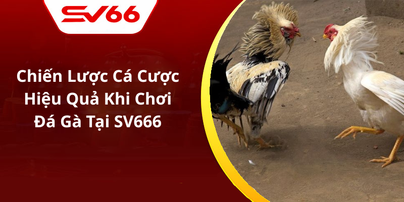 Chiến Lược Cá Cược Hiệu Quả Khi Chơi Đá Gà Tại SV666