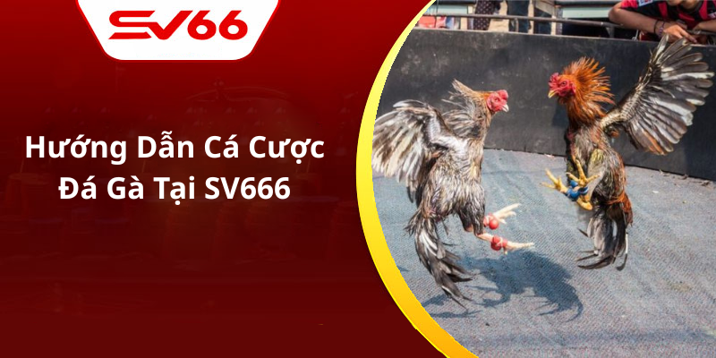 Hướng Dẫn Cá Cược Đá Gà Tại SV666