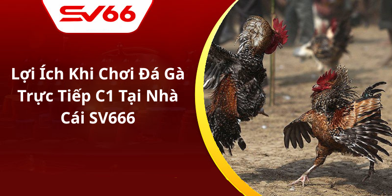 Lợi Ích Khi Chơi Đá Gà Trực Tiếp C1 Tại Nhà Cái SV666