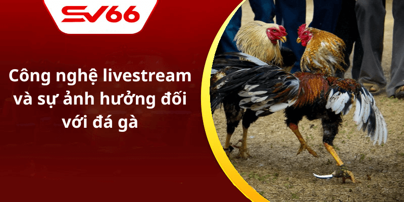 Công nghệ livestream và sự ảnh hưởng đối với đá gà