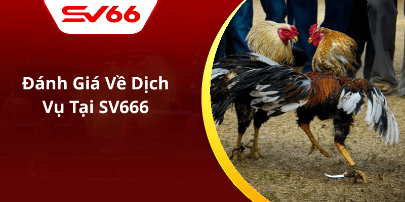Đánh Giá Về Dịch Vụ Tại SV666