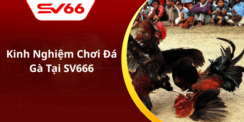 Kinh Nghiệm Chơi Đá Gà Tại SV666