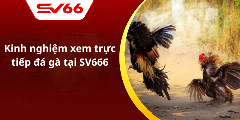 Kinh nghiệm xem trực tiếp đá gà tại SV666