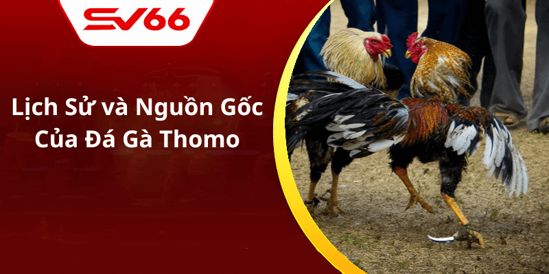 Lịch Sử và Nguồn Gốc Của Đá Gà Thomo