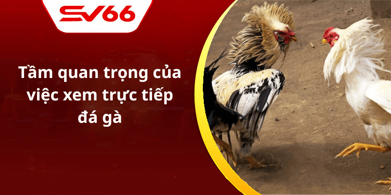 Tầm quan trọng của việc xem trực tiếp đá gà